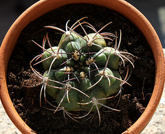 Gymnocalycium pflanzii v. zegarae