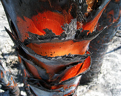Burned Palm (1043)