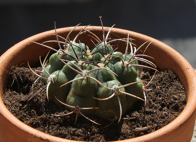 Gymnocalycium pflanzii v. zegarae-002