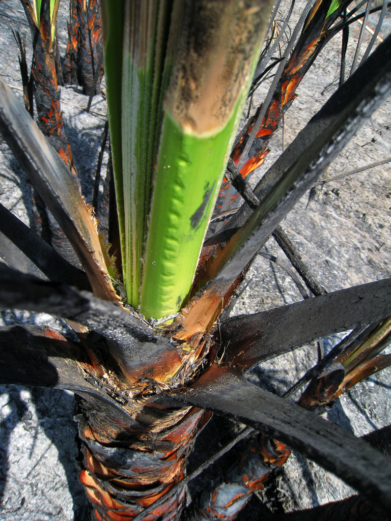 Dos Palmas Fire (1044)