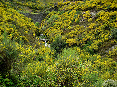 Serra da Estrela, brooms