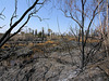 Dos Palmas Fire (7739)