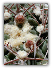 Gymnocalycium castellanosii v. bozsingianum