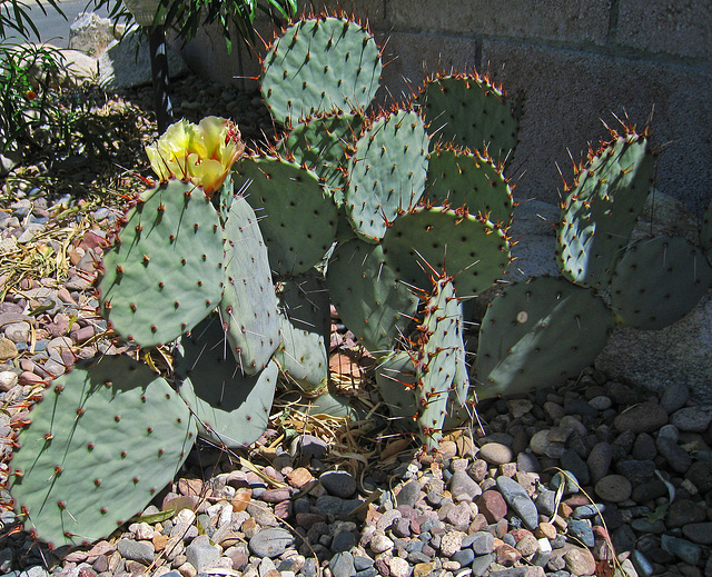 Cactus (0965)