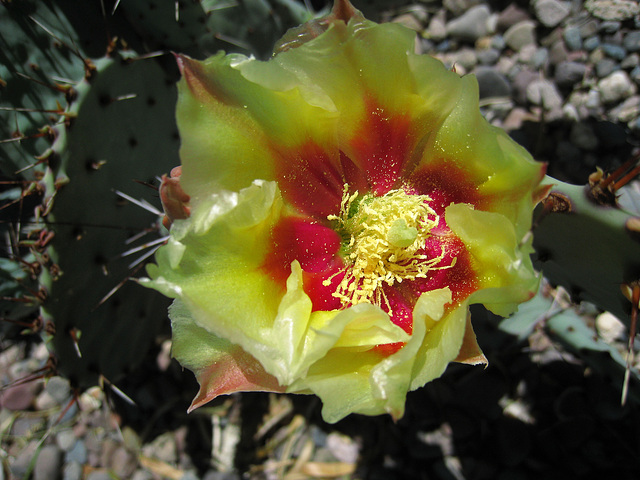 Cactus Flower (0964)