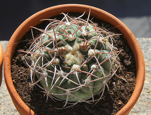 Gymnocalycium castellanosii v. bozsingianum (3)