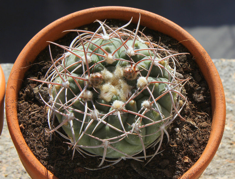 Gymnocalycium castellanosii v. bozsingianum (3)