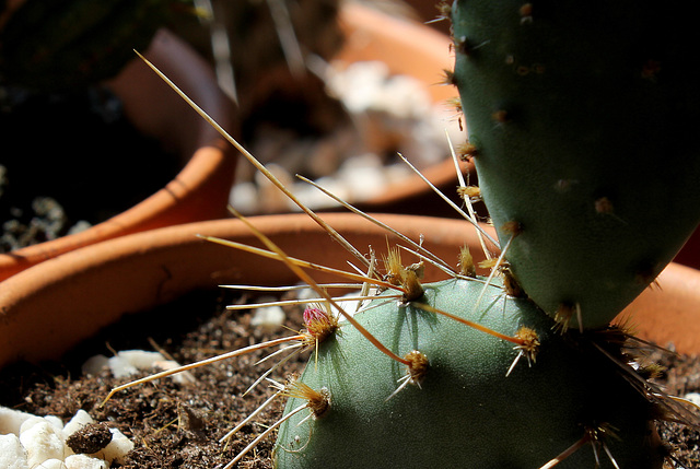 Opuntia phaecantha v. camanchica