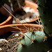 Opuntia phaecantha v. camanchica