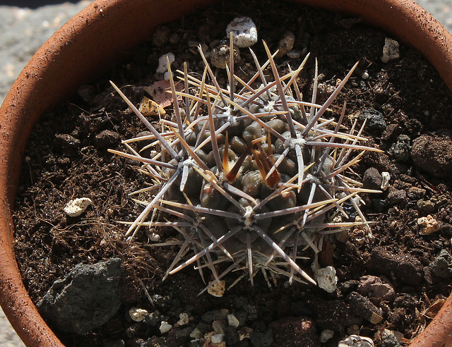 Gymnocalycium gibbosum- - 10