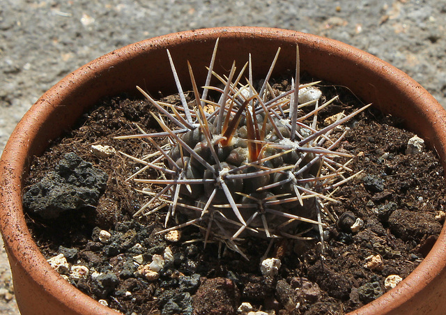 Gymnocalycium gibbosum (2)