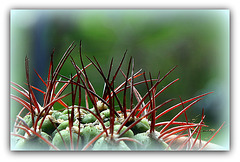 Aiguillons de Gymno