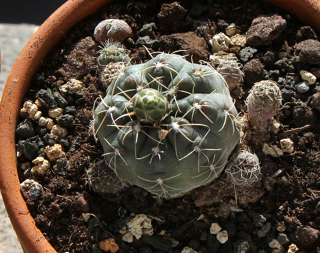 Gymnocalycium andreae-  - 6