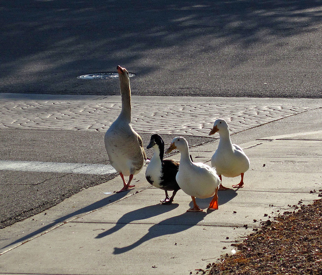 Waterfowl of Gilbert Arizona (4389)