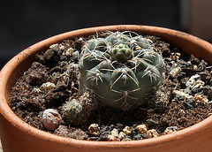 Gymnocalycium andreae