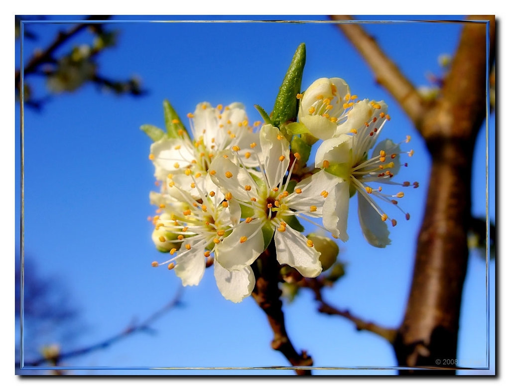 Blossom