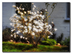 White blossoms