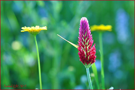 Trifolium incarnatum