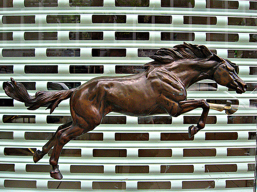 Horse and shutter