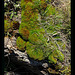 Source de montagne - Sur granite (2)