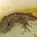 Lizard (1056)