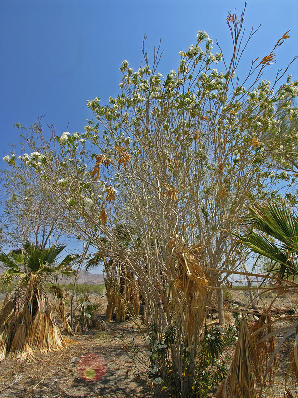 Oleander (7785)