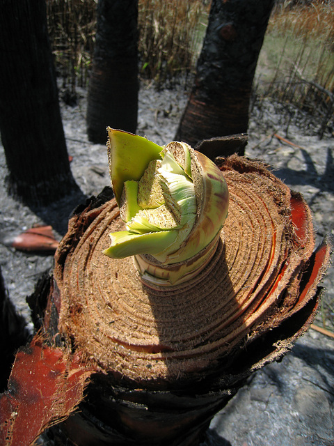 Palm Stump (1046)