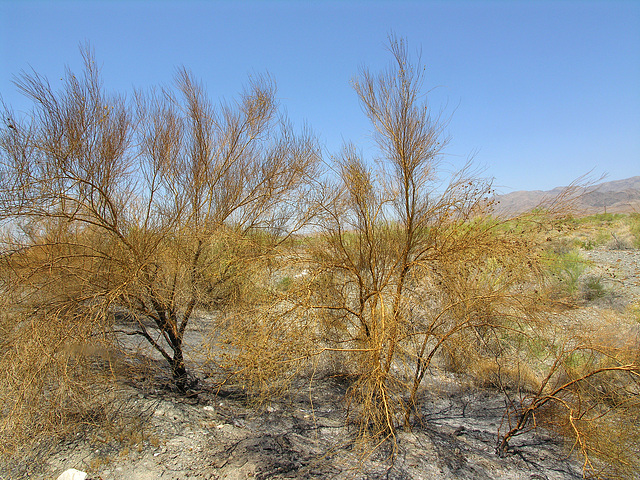 Scorched Palo Verde (7783)