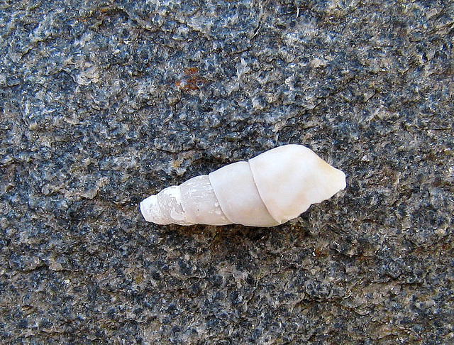 Shell (1062)