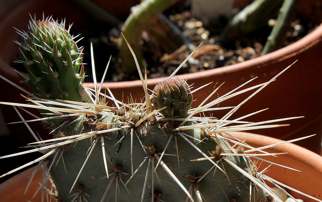 Opuntia polyacantha