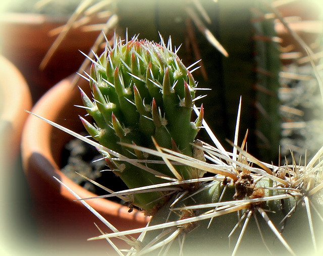 Opuntia polyacantha