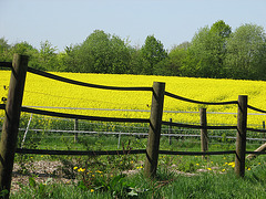 happy fenced field