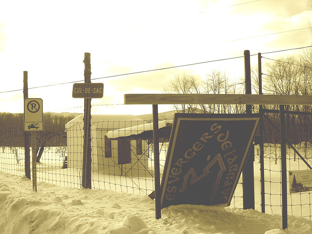 Les vergers de l'abbaye  /  Abbey's orchards -  St-Benoit-du-lac  QC- CANADA.  7 février 2009 - Sepia