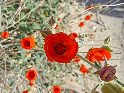 Desert Mallow (3688)