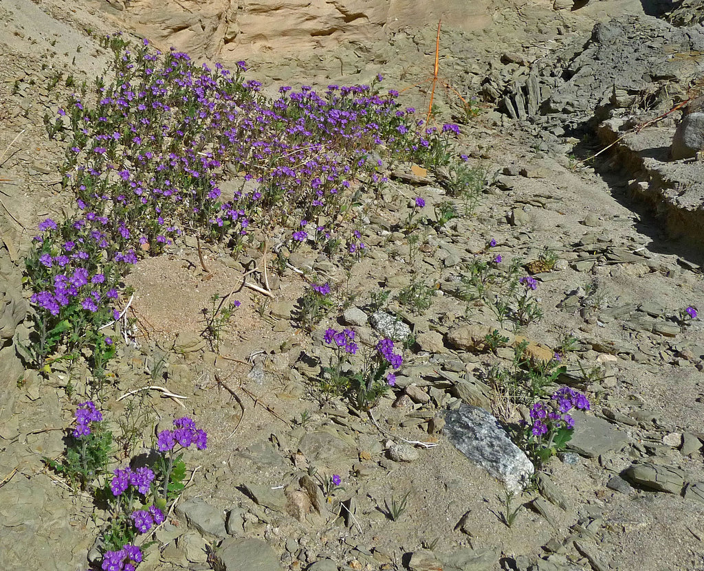 Phacelia (3689)