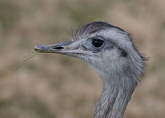 Emu