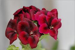 Pelargonium