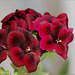 Pelargonium