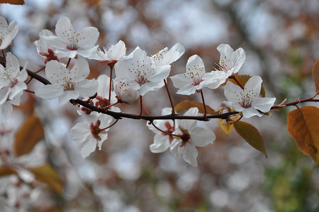 PRUNUS