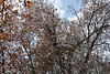 PRUNUS EN FLEURS