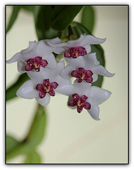 Hoya lanceolata ( bella )