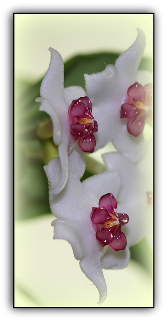 Hoya lanceolata ( bella )