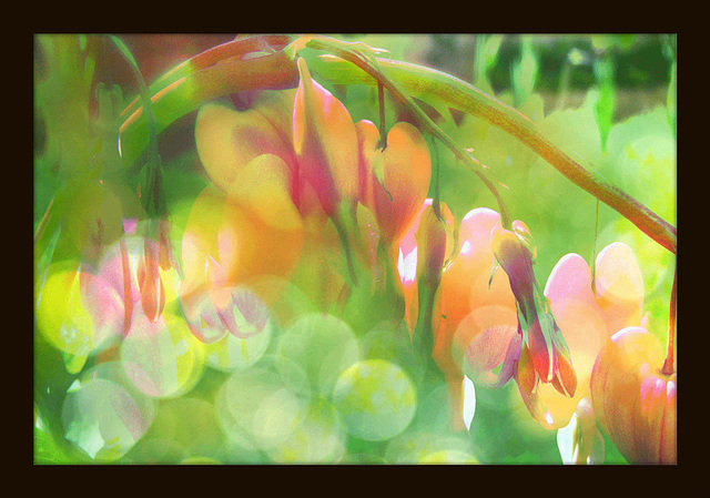 coeurs de Marie aux couleurs du bonheur