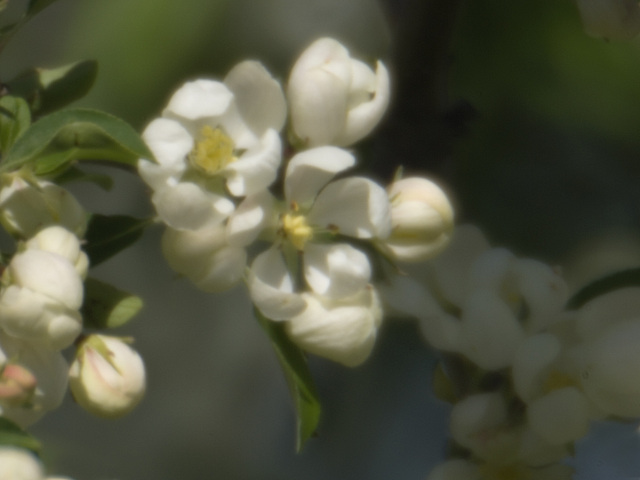 Cherry tree III