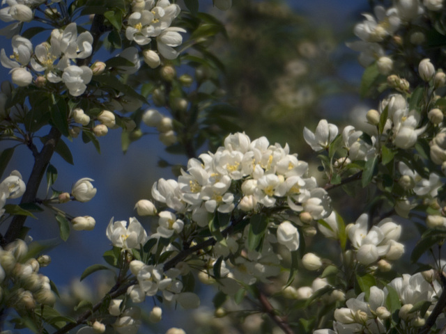 Cherry tree II