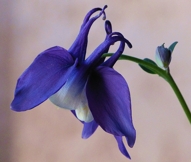 ...fleur d'ancolie ,pour vous souhaiter une agréable fin de semaine