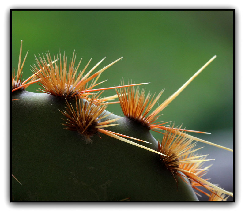 Opuntia aciculata v. orbiculata- détails des aiguillons