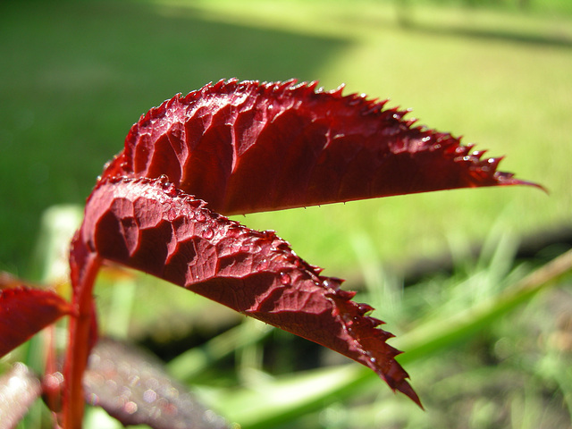 Rosenblätter