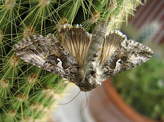 Moth (0735)