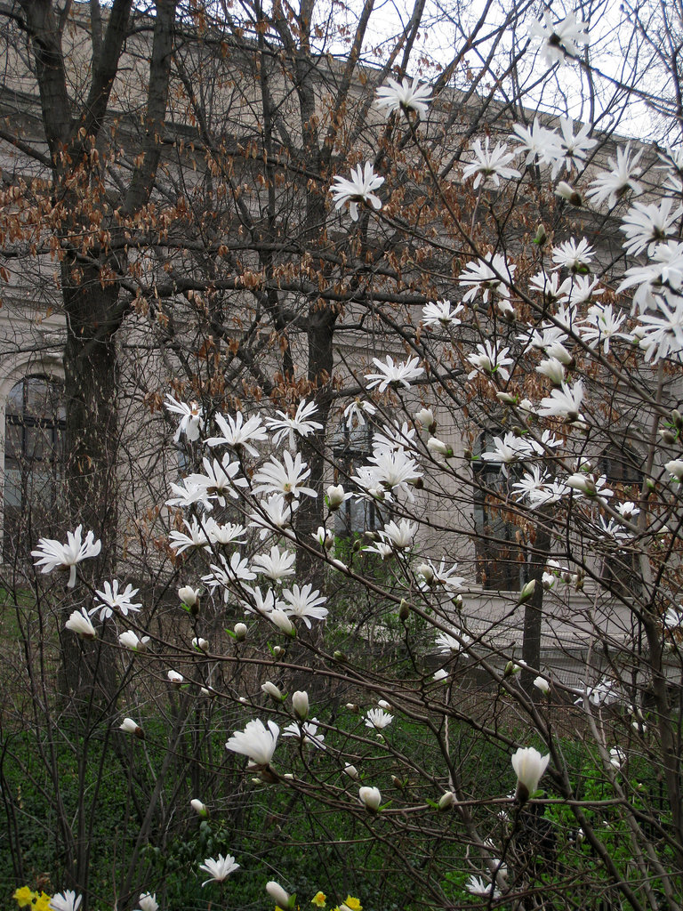 Flowering Tree By The Met (0812)